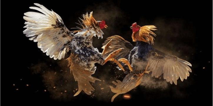 What makes Online Cockfighting appealing nowadays?